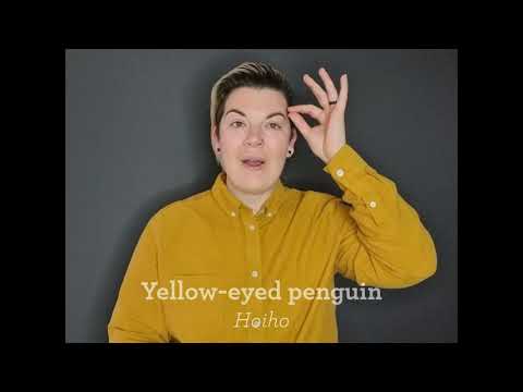 How to Sign NZSL Yellow in NZSL