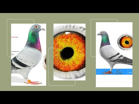 World's Most Famous Racing Pigeon Bloodline " Porsche 911 " For Sale In Herbots Pigeons Auction