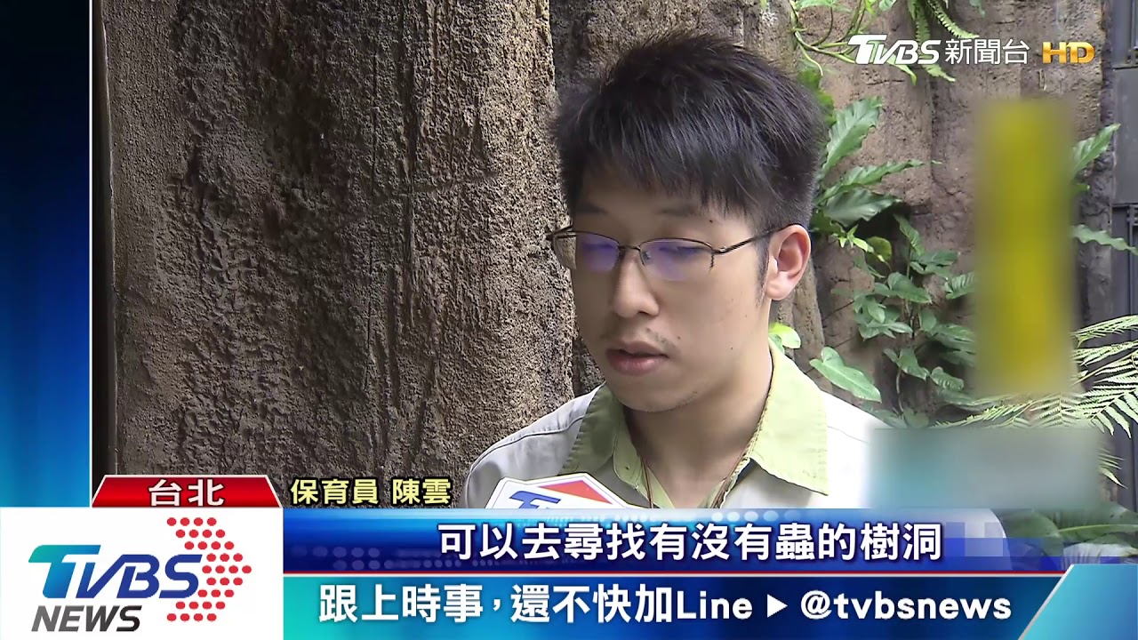 北市動物園新嬌客 指猴「長相特殊」人氣旺