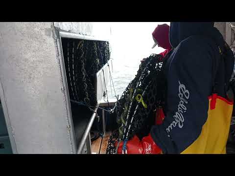 Setting Black Cod Pots on a Long Line Boat Southeast Alaska