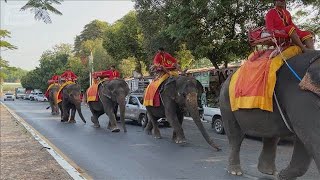 燃料不足でゾウが“徒歩出勤”　タイの人気観光地　ゾウの餌にも影響(2026年3月20日)