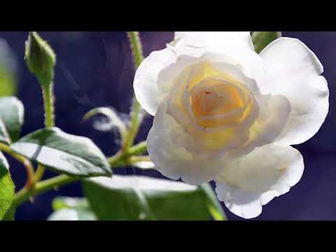 Daniel Hirtie - Fiu de imparat