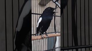 Download lagu PANCINGAN KACER SEBELUM LOMBA #kacergacor #masterankacer #suaraburungkacer mp3 Download lagu PANCINGAN KACER SEBELUM LOMBA #kacergacor #masterankacer #suaraburungkacer mp3