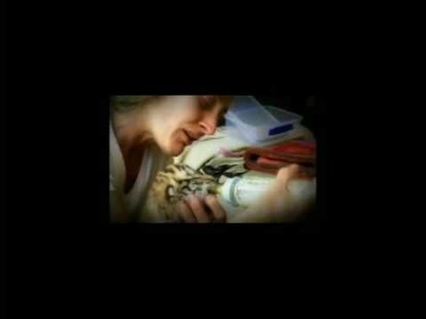 The Lion Man Theme High Quality