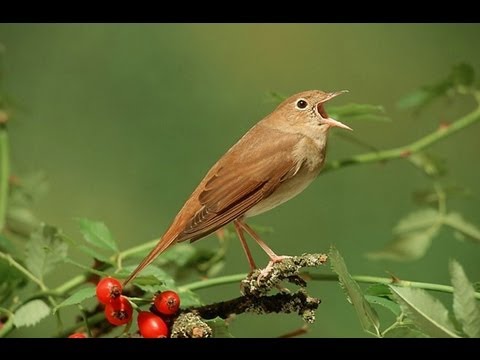 Nachtegaal / Common Nightingale singing
