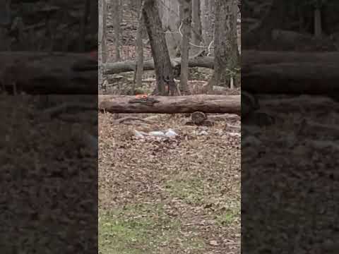 Daystate airwolf CDT .22 Air Gun