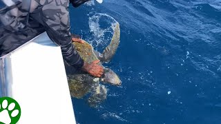 Kind Fishermen Approach Distressed Turtle