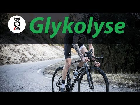 Glycolysis explained simply [Abitur] | studyrunner