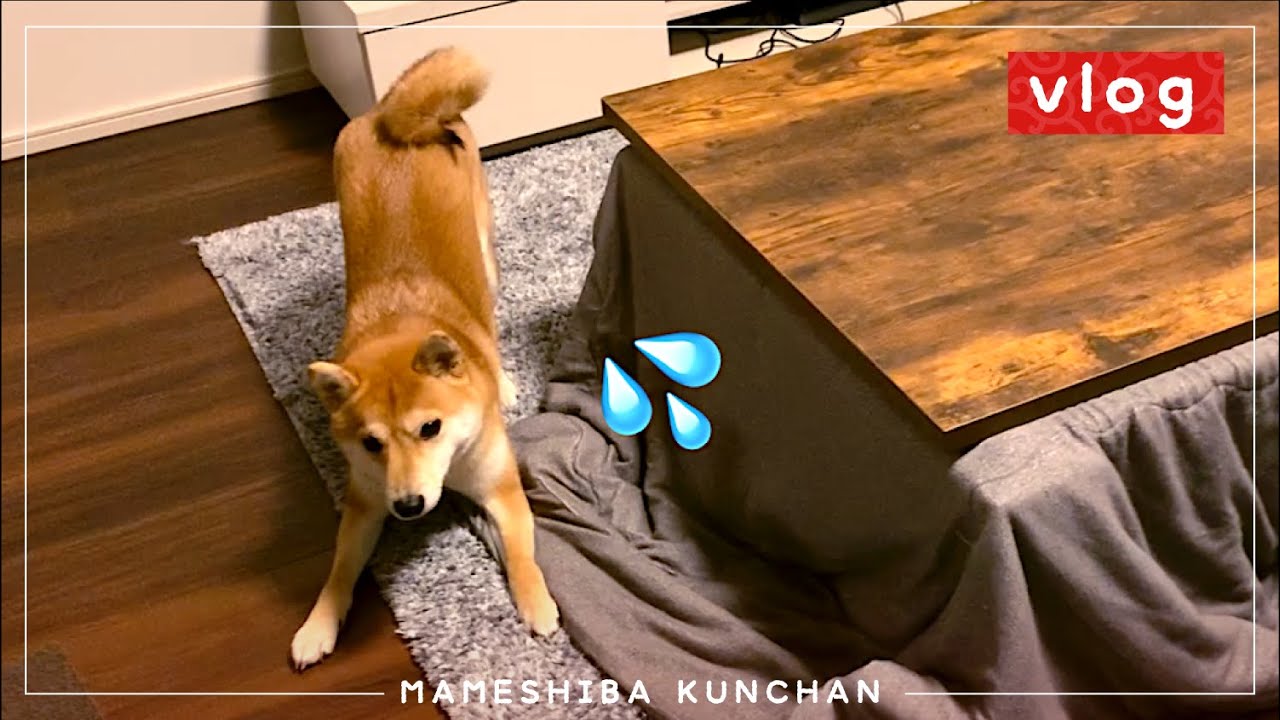 さんぽ嫌いな犬に「さんぽ」と「ごはん」を交互に言ってみた