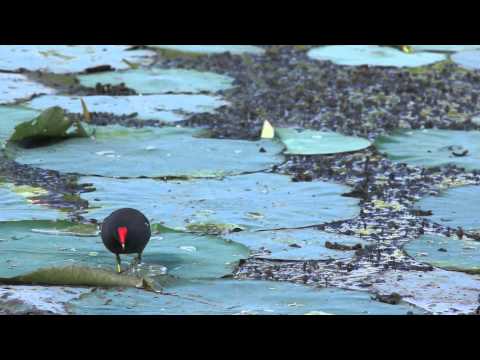 2013 10 October 04 Brazos v2