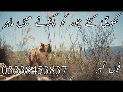 Dog Center Rahim Yar Khan # Koji Dogs in Rahim Yar Khan #03338453837