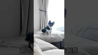 犬、朝のルーティン。 #犬との暮らし #chihuahua #dog