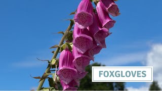 Sowing Foxgloves, How To Sow Digitalis Biennials and Perennials // Cottoverdi