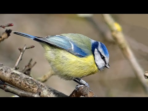 Blue Tit - Songs and Calls