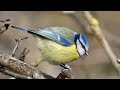Blue Tit Songs And Calls