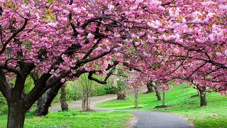 Download lagu Bunga sakura ketika mekar sempurna...Japan mp3