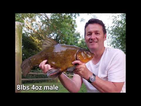 Spring Tenching 2023: A video Diary - Paul Hawkins