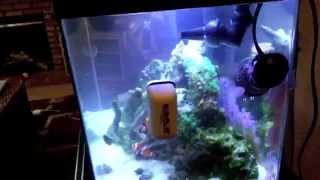 How to setup a 10 Gallon Nano Reef Tank, Sump install, protein skimmer running