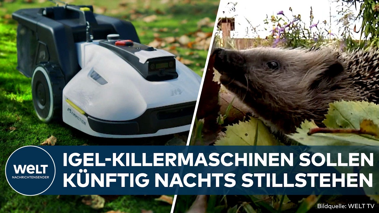 DEUTSCHLAND: Igel in Gefahr! Städte wollen nächtliche Mähroboter stoppen