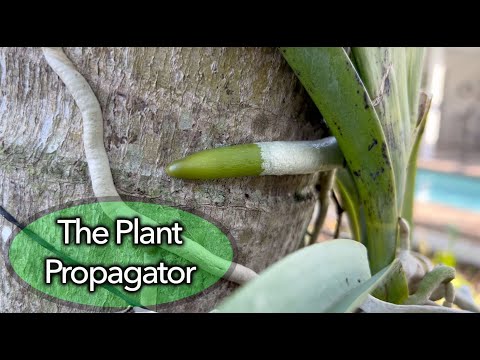 Orchid Care; Its all about the roots!