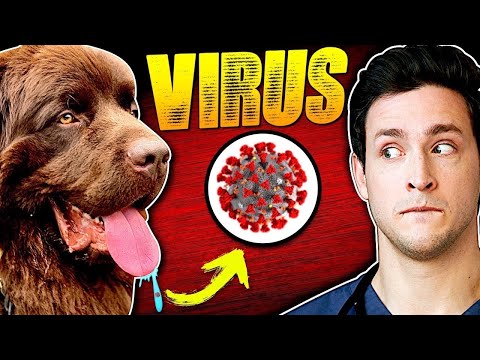 How Dogs Spread The Coronavirus