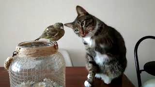 Cat wants to pet bird