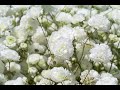Gypsophila Process Of Planting Growing And Harvesting