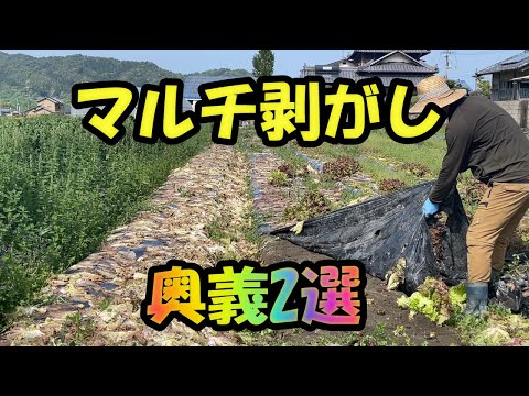 春に古いマルチを取り除くべきですか？いつ、なぜどの植物を取り除くべきですか？