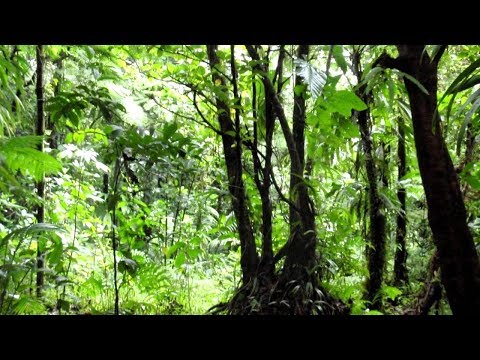 RVB - Jungle Terror Mix #3