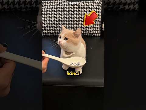 🐱Kedilere İlaç İçirmenin En Zekice Yolu❗