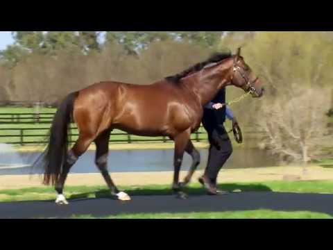 All Too Hard at the 2015 Vinery Stallion Parade