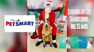 I stayed at petsmart hotel for 11 days! 골든리트리버 호텔에 가다