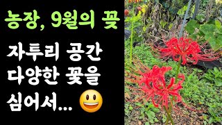 농장에 핀 9월의 꽃???? 자투리 공간, 다양한 꽃을 심었더니...???? 