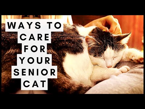 Ways to Care for Your Senior Cat