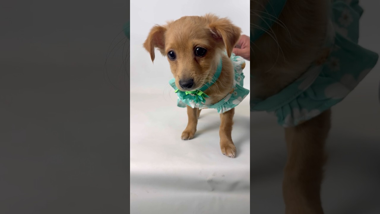 Enlarge Jade, an adopted mixed breed in PHOENIX, AZ video 2/6