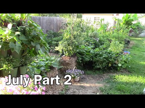 July Gardening Update Part 2 - Lots Of Peppers And Much More