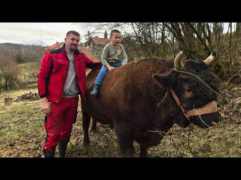 Mateo Komšo kupio najopakijeg, a najmirnijeg bika – Peronju!