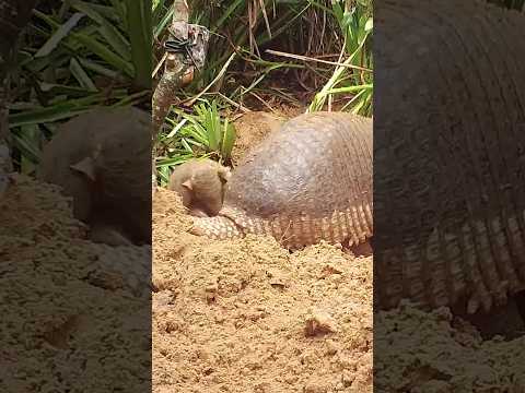 Riesengürteltier mit Nachwuchs in Brasilien #Zoolotse #Zoos #Gürteltier #Armadillo #ZoocialMedia