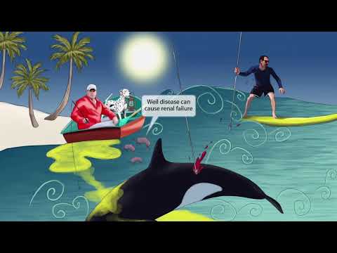 Leptospira-Fragen für den USMLE Step 1