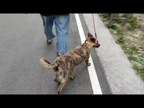 Olya walks well on leash