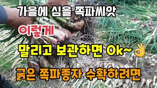 쪽파씨 수확시기 가을에 심을 쪽파종자 자르고 말리고 보관하는방법 굵은 쪽파종자 수확하려면 이렇게 쪽파심는시기