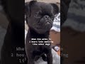 Absolute trash #brusselsgriffon #lifeadvice #gooddog #grumpydog #funny #dog audio @emoticonposts