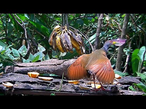 Gray-cowled Wood-Rail Shows Off Its Wings On The Panama Fruit Feeder – April 23, 2020