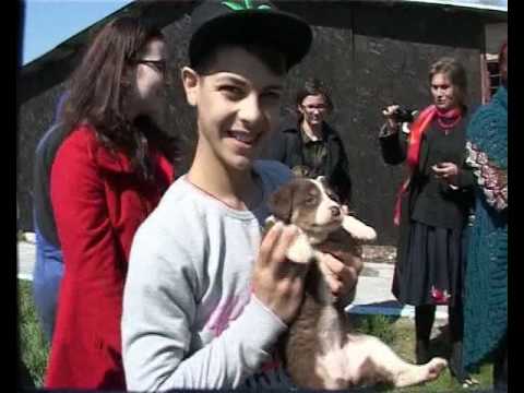 EDITIE SPECIALA - ADAPOST DE CAINI COMUNITARI PADOC 03.04.2017