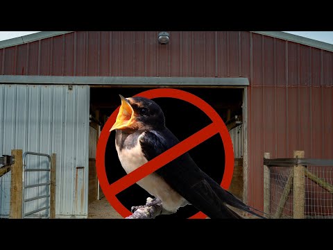 YouTube video about: How to keep birds out of barn?