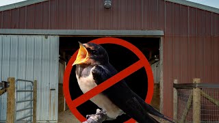 Evicted! - How we stopped birds from nesting in our pole barn