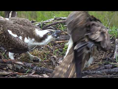 Second Chick Hatches 2021