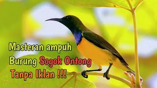 Download lagu Masteran burung sogok ontong gacor ngobra mp3 Download lagu Masteran burung sogok ontong gacor ngobra mp3