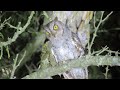 Oriental Scops Owl Call