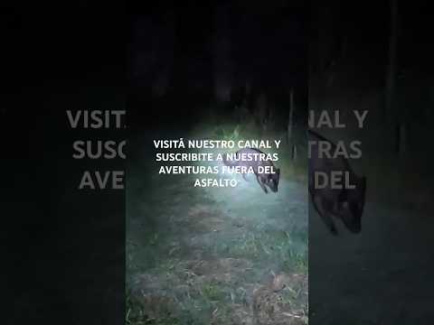 RECORRIDO NOCTURNO POR RUINAS DE SALADERO GUAVIYÚ SITIO ARQUEOLÓGICO EN QUEBRACHO, PAYSANDÚ, URUGUAY